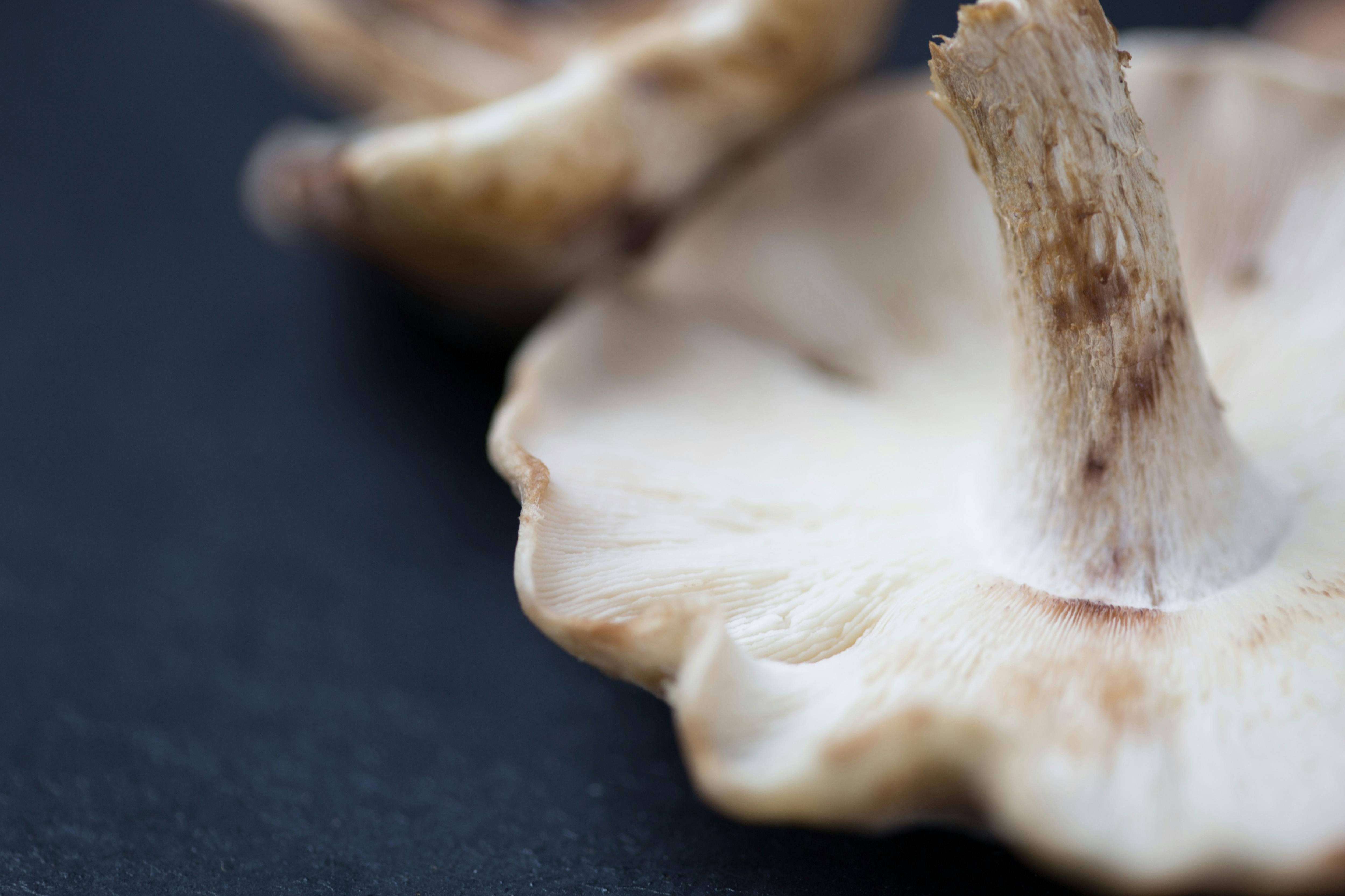 MUSHROOMS IN THE CHEF MATT KITCHEN: ELEVATING EVERYDAY MEALS